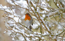 A robin sits on a snow covered branch in Allenheads, Hexham, as snowfall swept across the north of England.