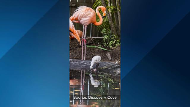 June 23: National Pink Flamingo Day 