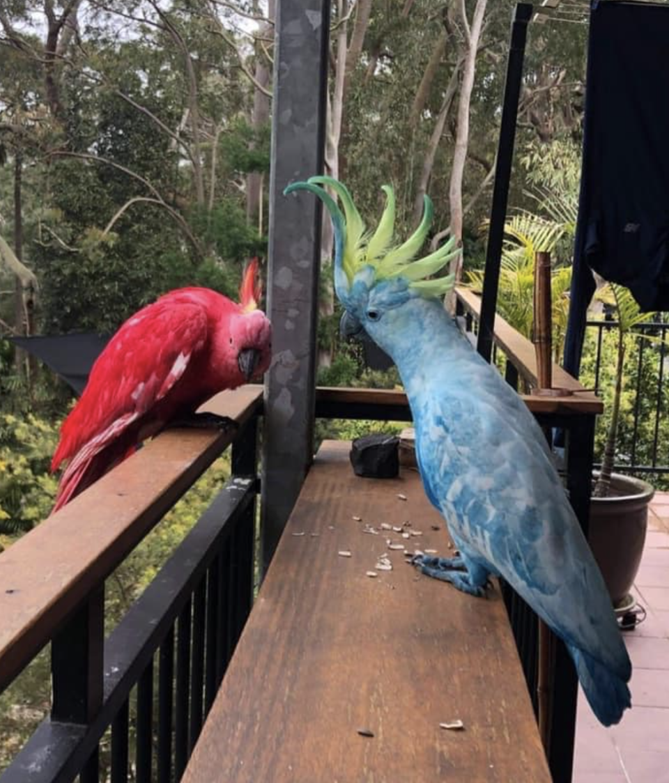 The two birds didn't seem to be in obvious discomfort when they were spotted in Bundeena. Source: Facebook