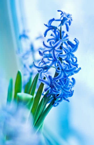 3) Hyacinth