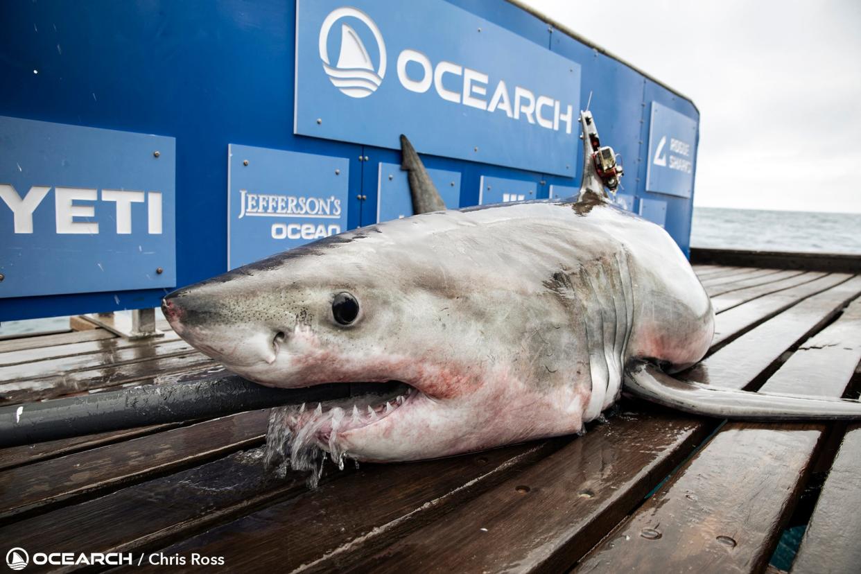 In December, researchers with OCEARCH tagged two sharks named Simon and Jekyll on the southeastern coast of the U.S. who have since traveled together for thousands of miles. Pictured is Simon.