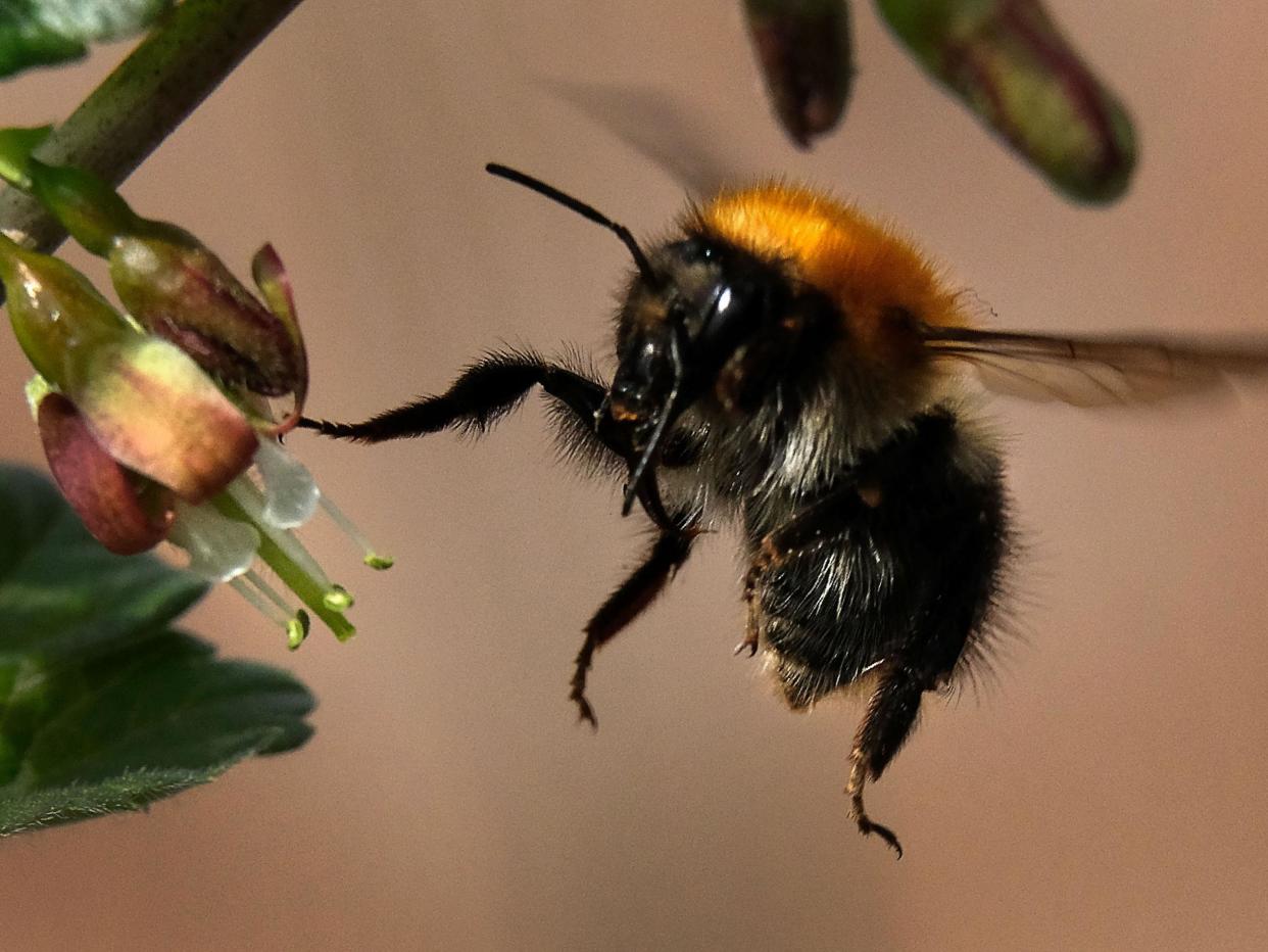 Pesticides could be designed that don't affect bumblebees: Getty