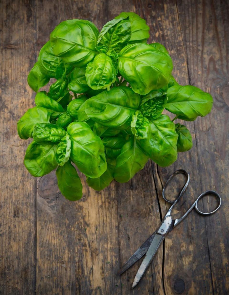 <p>De juin à septembre, on ajoute du basilic à tout va pour apporter goût et couleur à nos plats, comme dans la fameuse salade <a href="https://www.elle.fr/Elle-a-Table/Recettes-de-cuisine/Salade-de-tomates-mozza-1291170" rel="nofollow noopener" target="_blank" data-ylk="slk:tomate mozza;elm:context_link;itc:0;sec:content-canvas" class="link ">tomate mozza</a> ou salade caprese. A l’achat, on choisit une botte aux feuilles bien vertes, sans meurtrissures, à conserver dans un verre rempli d’eau. On s’abstient aussi de le faire cuire pour éviter qu’il ne perde sa couleur et ne noircisse, et on l’ajoute donc frais, simplement ciselé, juste avant de servir.</p><p><b>L’idée recette</b> : rien ne vaut un pesto maison à base de basilic, de pignons et d’huile d’olive. On peut aussi remplacer les pignons par des amandes, des noix de cajou ou encore des pistaches pour un pesto original.</p><p>Découvrez la recette du <a href="https://www.elle.fr/Elle-a-Table/Recettes-de-cuisine/Pesto-basilic-pistache-2894392" rel="nofollow noopener" target="_blank" data-ylk="slk:pesto basilic pistache;elm:context_link;itc:0;sec:content-canvas" class="link ">pesto basilic pistache</a></p><br>