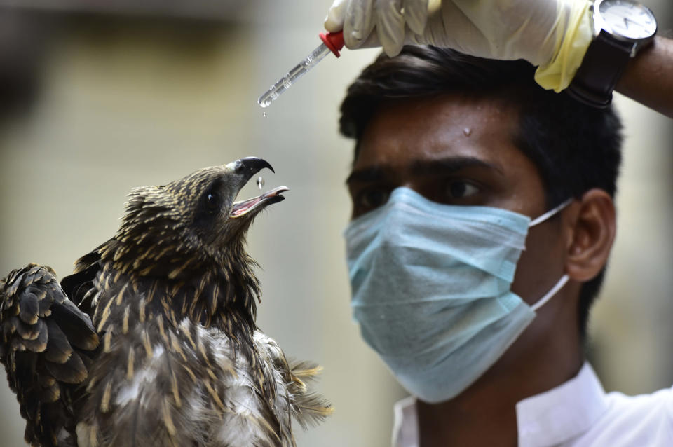 MUMBAI, INDIA - MARCH 30: Animal rescuer Yogesh Panhale feeds water with a dropper to Black Kite which was rescued as it was unconscious and dehydrated, found at BEST Quarters of Parel, on March 30, 2020 in Mumbai, India.  (Photo by Anshuman Poyrekar/Hindustan Times via Getty Images)