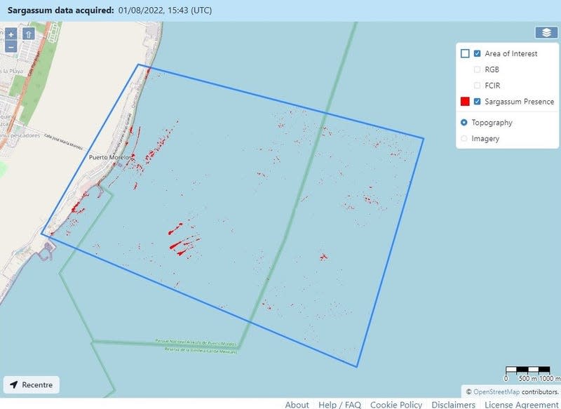 A SargAssure visualization of sargassum off the coast of Mexico. 