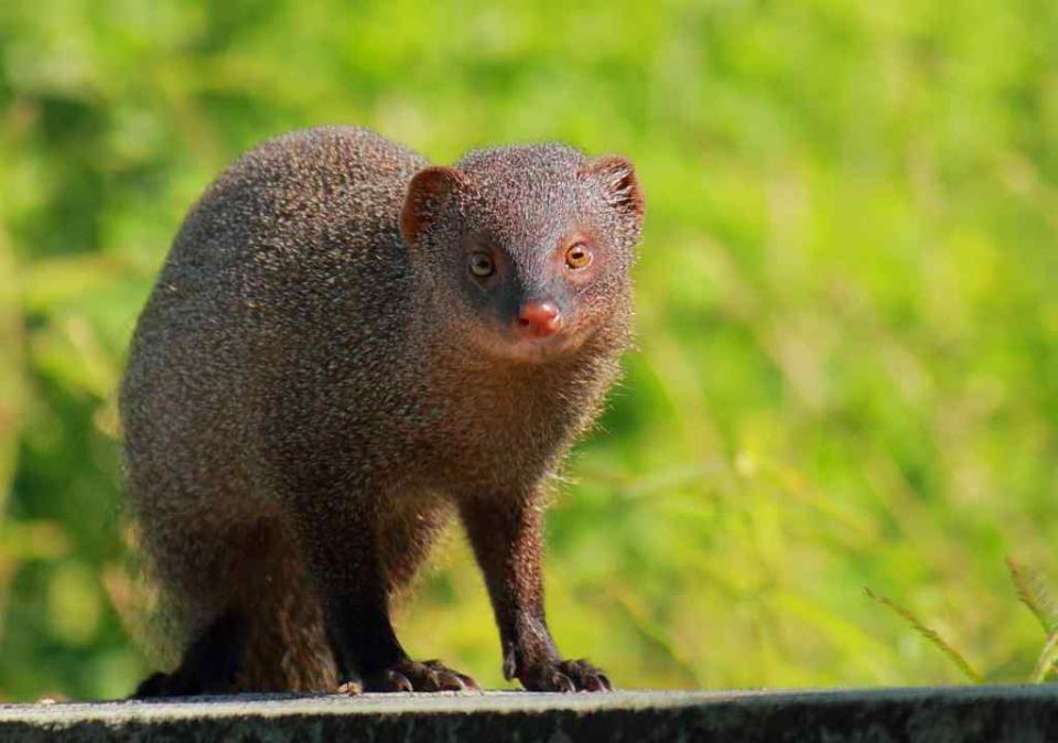 Travel Wildlife Indian Grey Mongoose