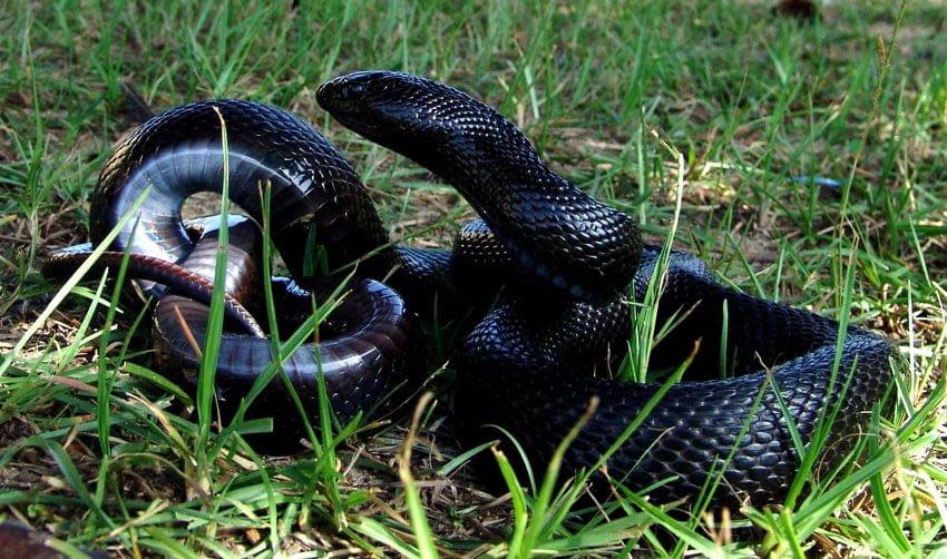 Black pinesnake