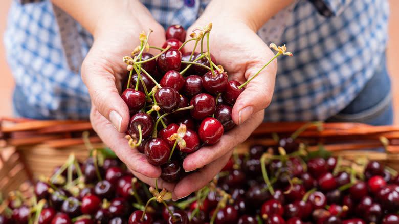person holding fresh cherries over a basket of cherries