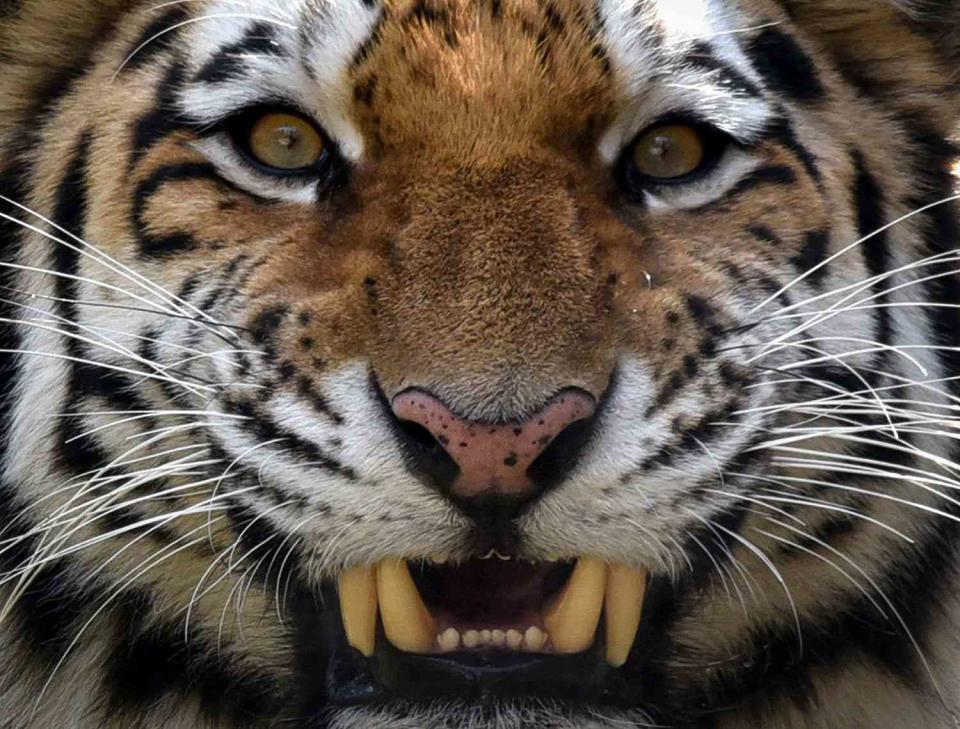 <p>VANO SHLAMOV/AFP via Getty</p> tiger