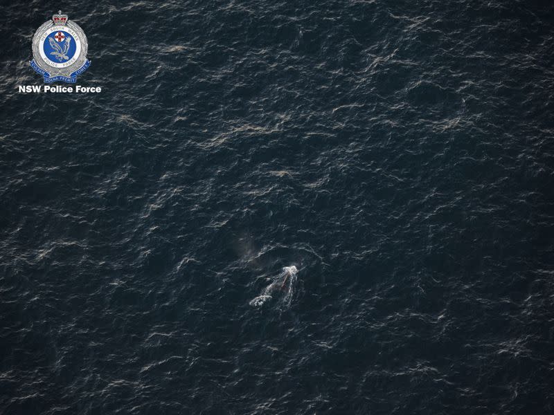 An aerial view of an entangled whale in this handout picture, off the coast of New South Wales, Australia