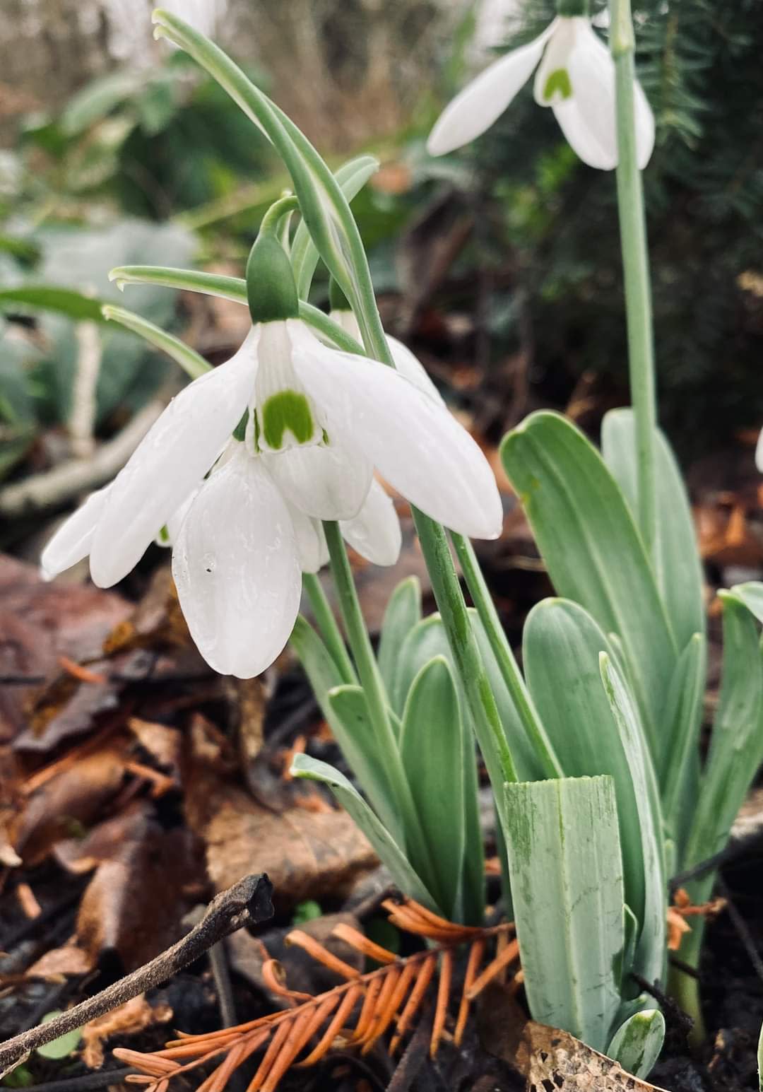 Spring flowers such as snowdrops started blooming around Christmas this year due to warmer-than-normal temperatures.