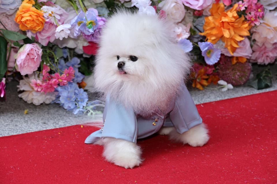 At the 2024 Pet Gala, a Pomeranian wore a baby blue suit inspired by Ed Sheeran's blue Stella McCartney suit for this year's Met Gala. The Pet Gala By Anthony Rubio was held at AKC Museum of the Dog on May 20, 2024 in New York City.