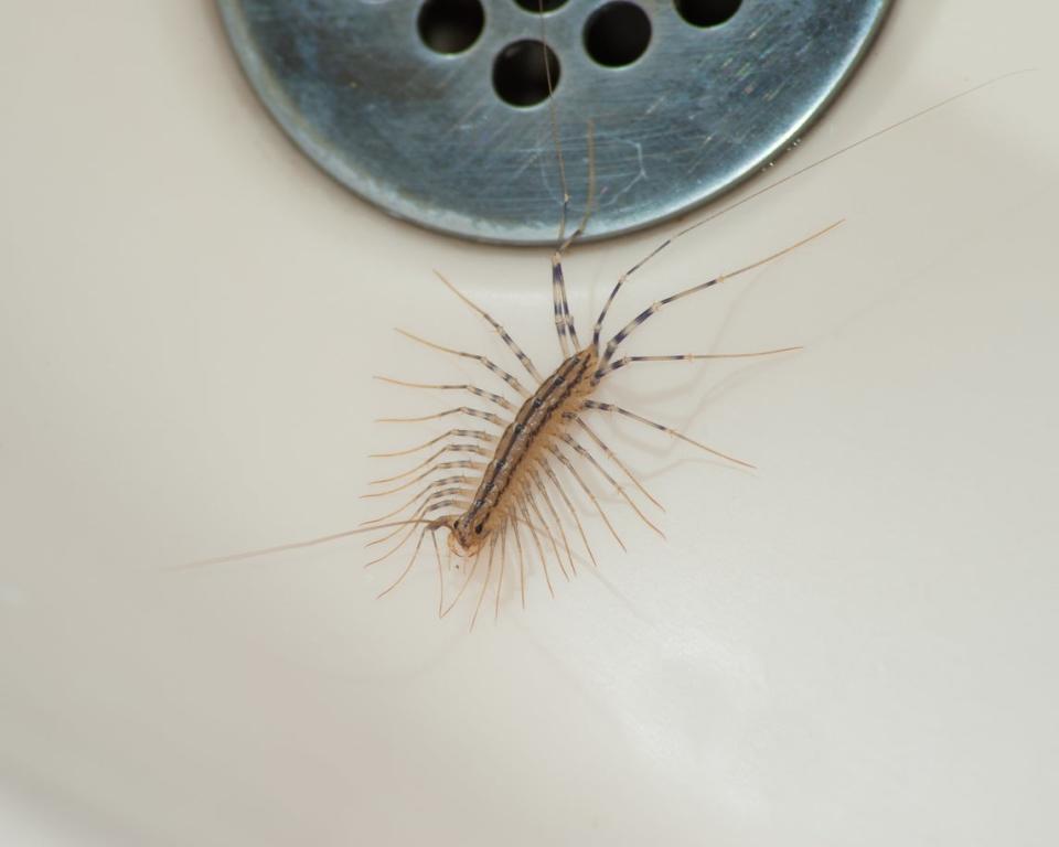 centipede near tub drain