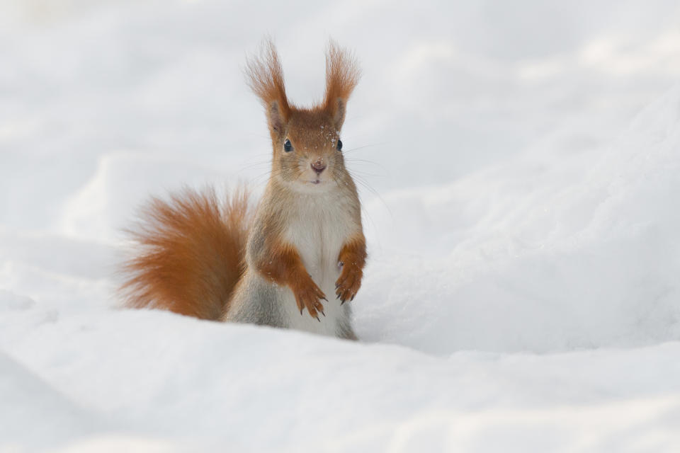 Eichhörnchen halten keinen Winterschlaf, sondern sind auch im Winter aktiv auf Futtersuche. (Bild: Getty Images)