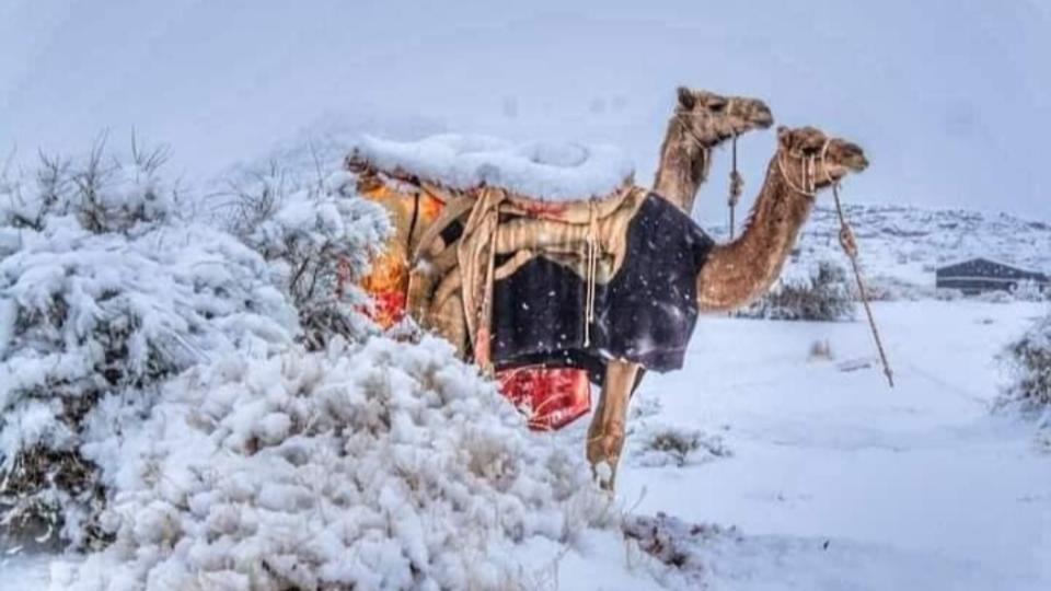 攝影師哈爾比捕捉到，駱駝身在一片銀白雪中的畫面。（圖／翻攝自「People Of Saudi Arabia」臉書）