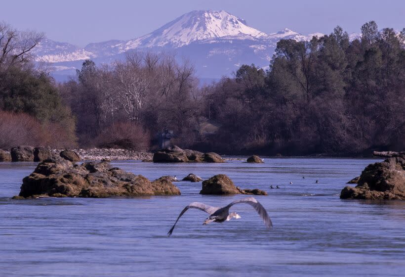 Redding, CA - January 20: A view of the Sacramento River downstream from Keswick Dam, where endangered winter-run Chinook salmon come to spawn. (Allen J. Schaben / Los Angeles Times)
