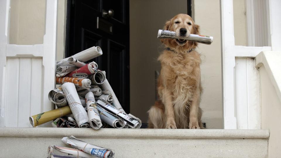 golden retriever dog sitting at front door holding newspaper