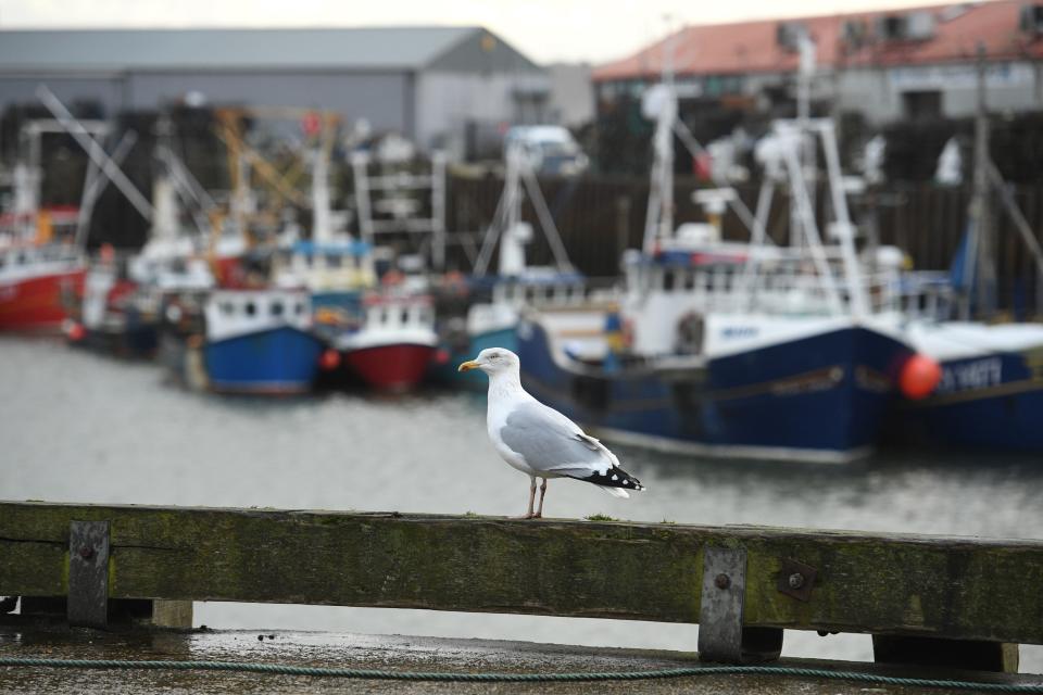 A seagull looks out over moored fishing vessels in the harbour at Scarborough northeast England, on January 4, 2021. - Britain had insisted it wanted to take back control of its waters while EU coastal states sought guarantees that their fleets could keep fishing in UK waters. Instead, last week London and Brussels reached a compromise that will see European boats gradually relinquish 25 percent of their current quotas during a five-and-a-half-year transition period. (Photo by Oli SCARFF / AFP) (Photo by OLI SCARFF/AFP via Getty Images)