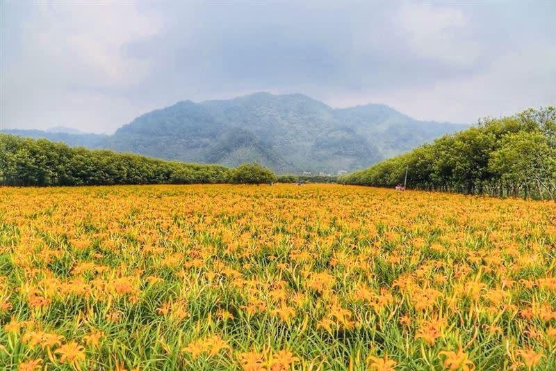 雲品帶領住客造訪金針花海，欣賞這個季節獨一無二的景緻。（圖／飯店旅宿業者提供）