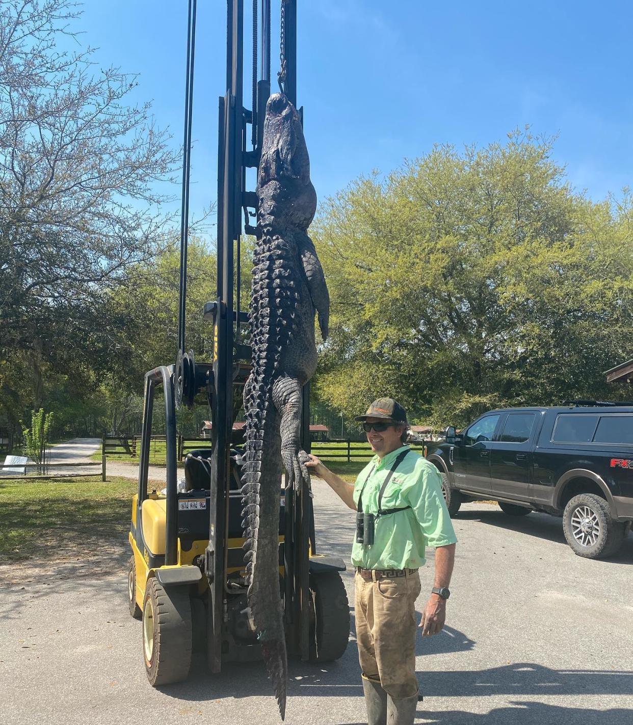 <p>The 12ft alligator, pictured in a photo from Facebook, was caught in South Carolina and found to have five dog tags inside its stomach</p> (Facebook/Cordray’s)