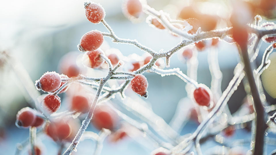 frosty red berries