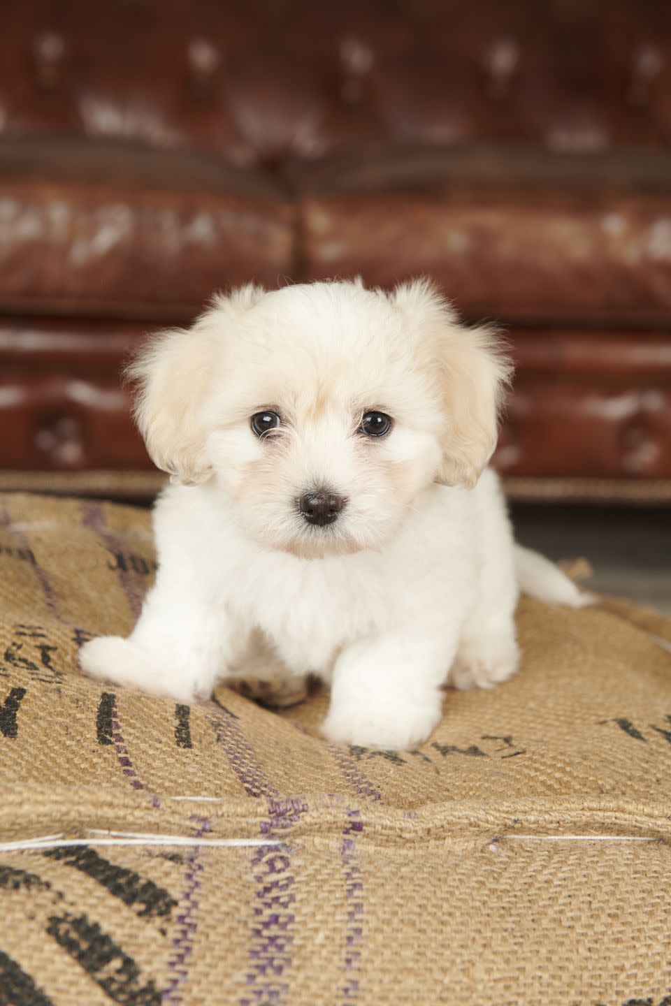 dogs that dont shed coton de tulear