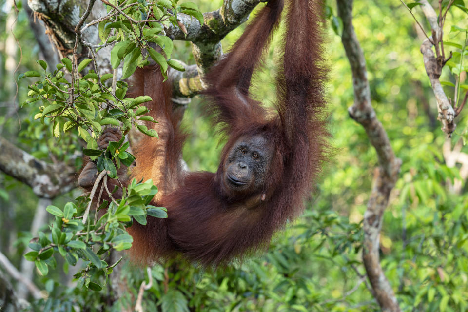 Ein Orang-Utan sorgte für ein virales Video (Symbolbild: Getty Images)