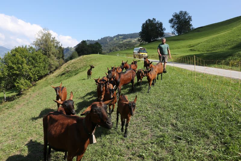 Farmer Keller walks behind his goats on a meadow near Ilanz