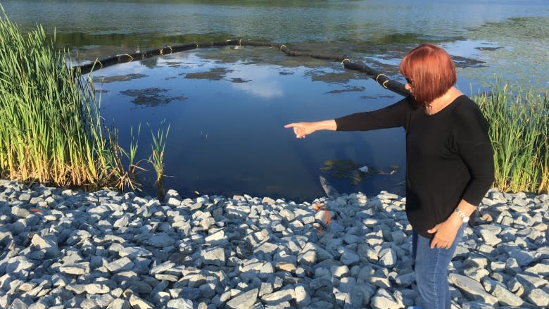 Turtle breeding site becomes construction zone in Dartmouth