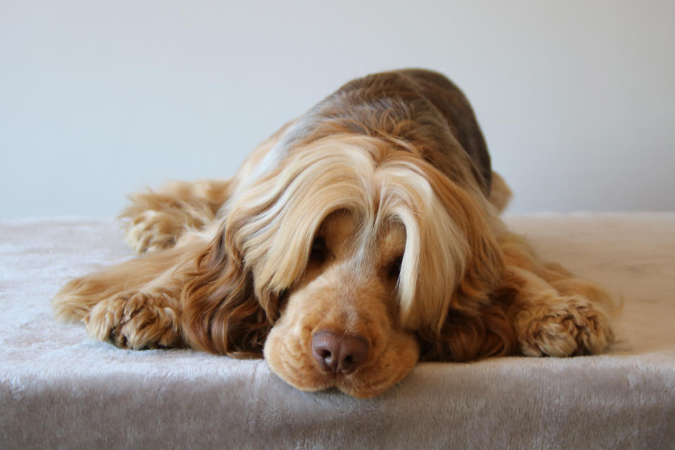 Baxter ist seit dem Welpenalter eine beneidenswerte blonde Mähne gewachsen (Bild: Caters News)