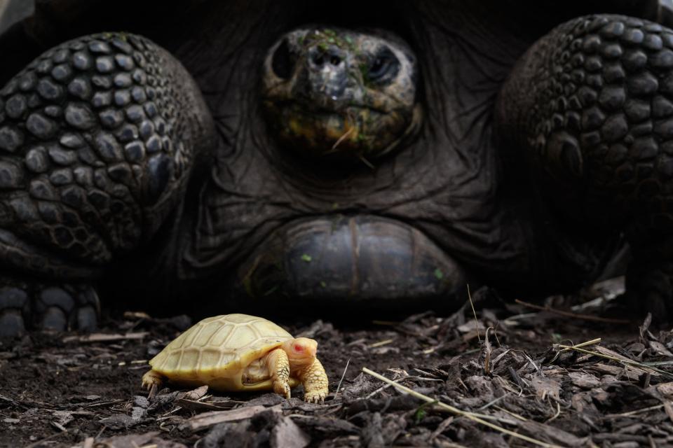 An albino Galapagos giant tortoise baby is pictured next to its mother on June 3, 2022.