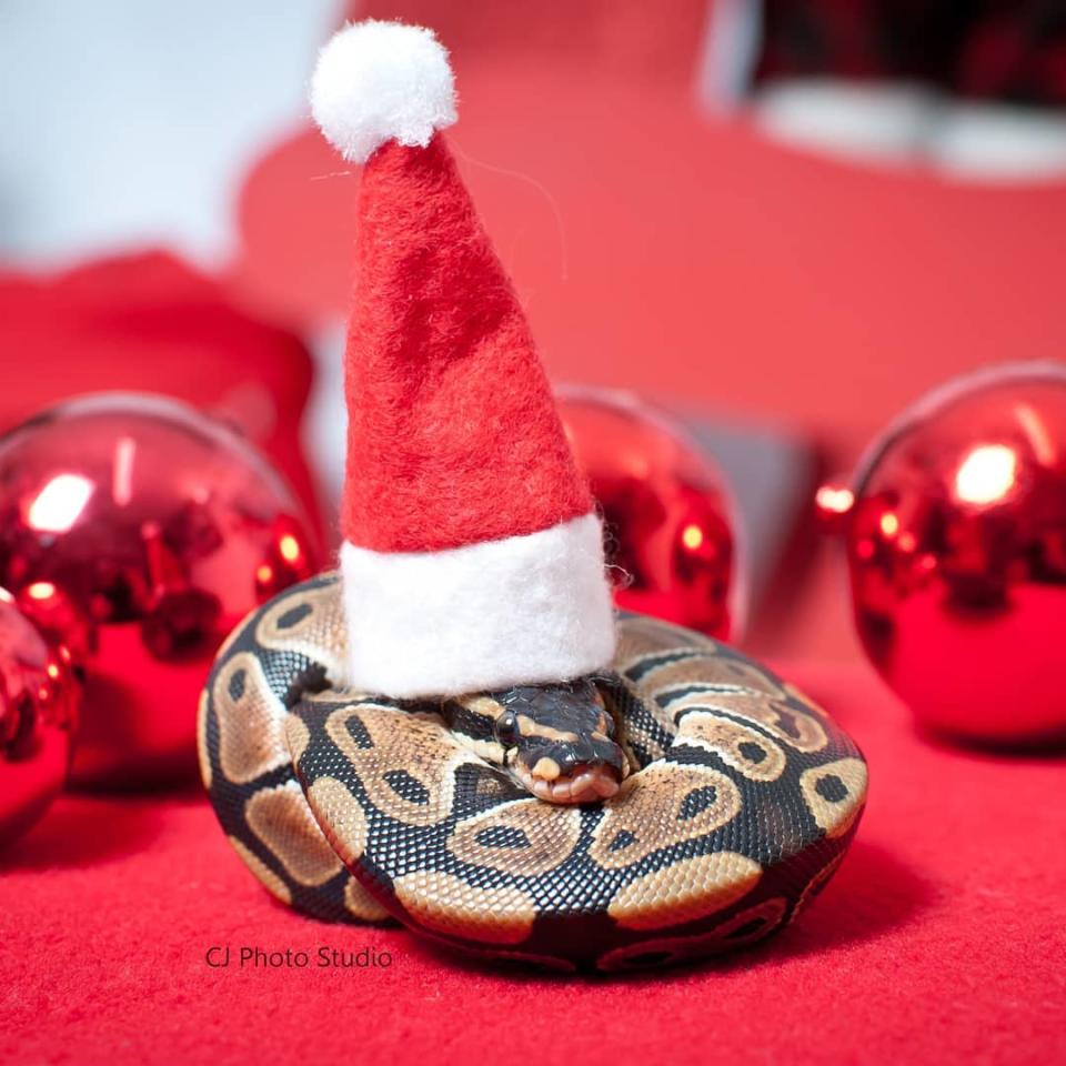 Mascotas con espíritu navideño