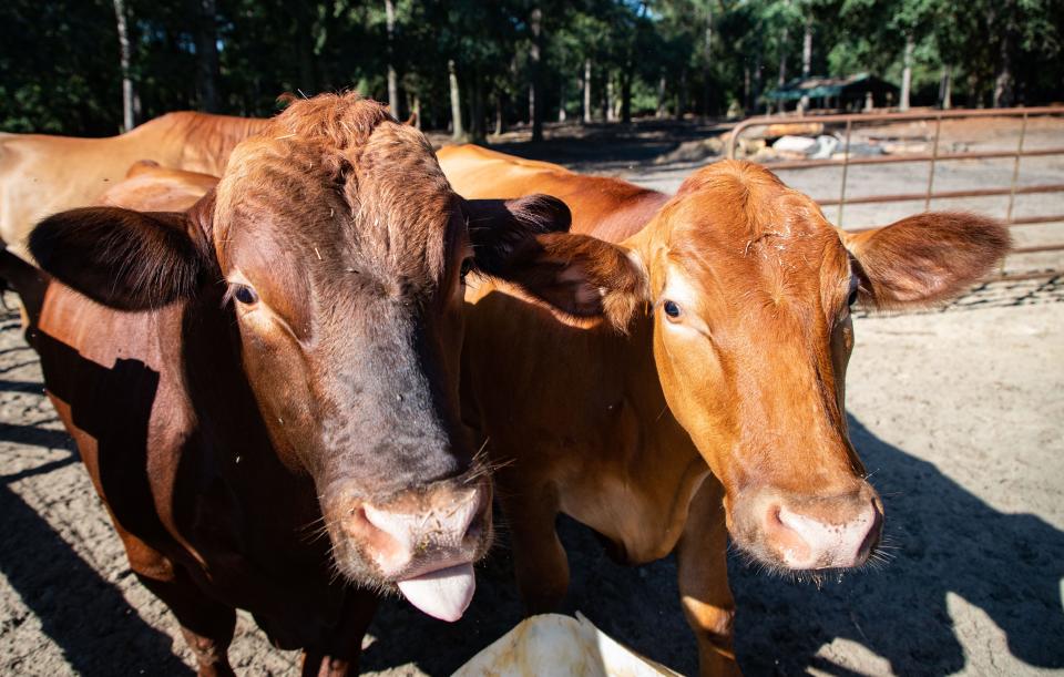 At a press conference in Wauchula, Florida, Gov. Ron DeSantis signed a bill that would outlaw the manufacture and distribution of lab-grown meat in the state, a "threat" to Florida's agriculture, he said.