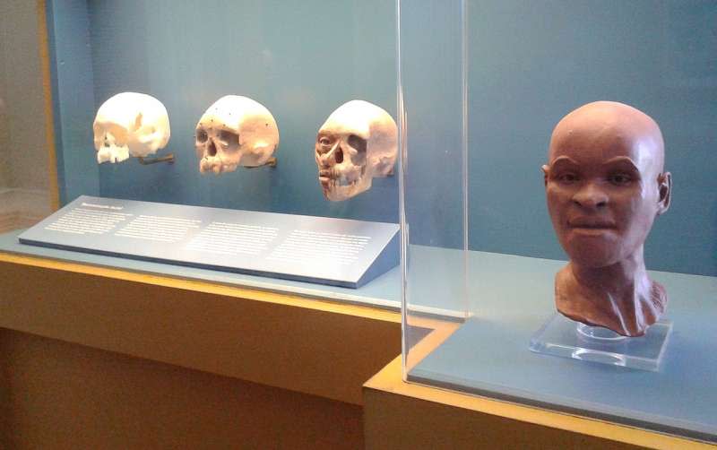 科學家從一塊頭骨還原露西亞的頭顱，並模擬她的長相。（取自Wikipedia）