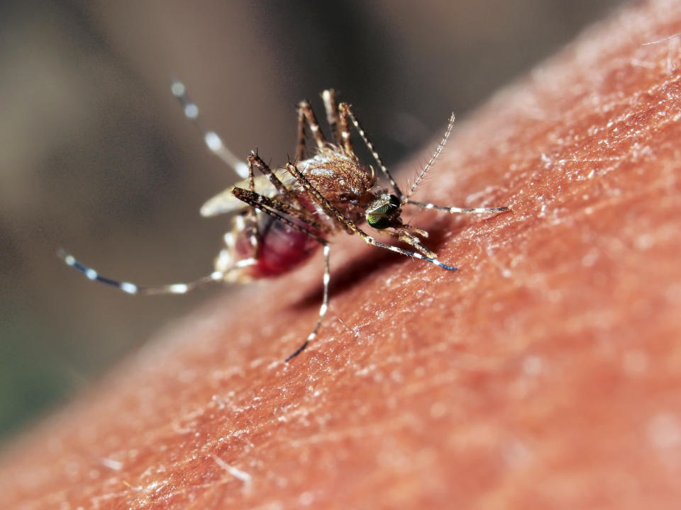 They're very common and very annoying. If you've got a problem with them, check <a href="http://www.huffingtonpost.com/2012/06/22/how-to-get-rid-of-mosquitoes_n_1619468.html" target="_hplink">out our post on how to get rid of them</a>. 