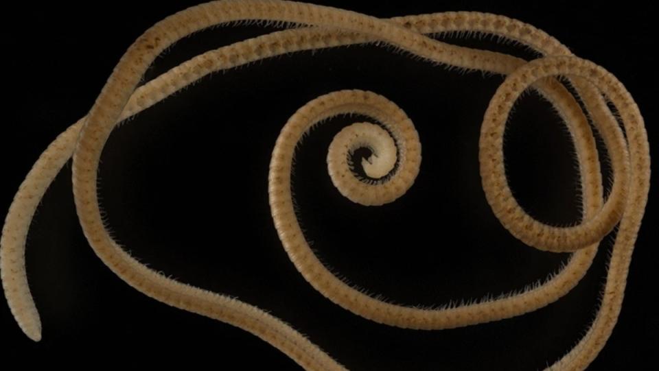 A millipede that actually has more than 1,000 legs on display in front of a black background.