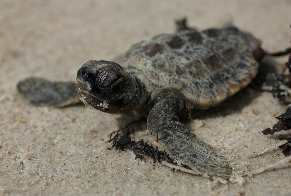 Officials fear that the vast majority of sea turtle hatchlings these days are females due to warming temperatures, leading to a dangerous "feminization" of the population.