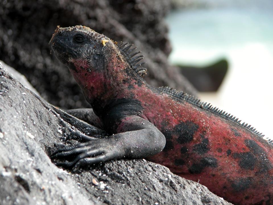 <p>Aucun lieu ne peut rivaliser avec les îles Galápagos et leur faune unique qui a inspiré la théorie de l’évolution de Darwin.<br><em>[Photo : Flickr/ platours_flickr]</em> </p>