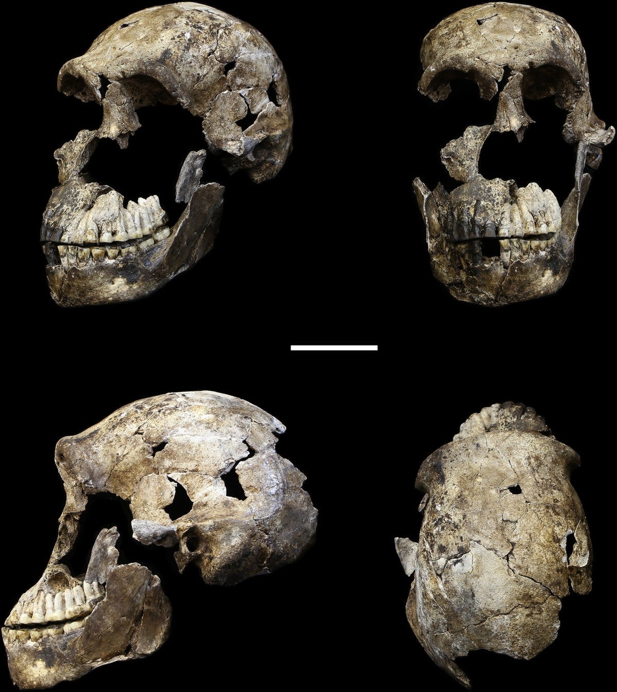 The species has been named Homo naledi by the scientists (Wikimedia Commons/CC BY 4.0)