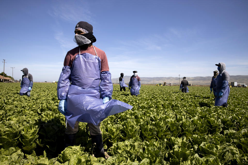 Image: Farm workers from Fresh Harvest wear protective gear and social distance in Greenfield, Calif., on APril 27, 2020. (Brent Stirton / Getty Images file)