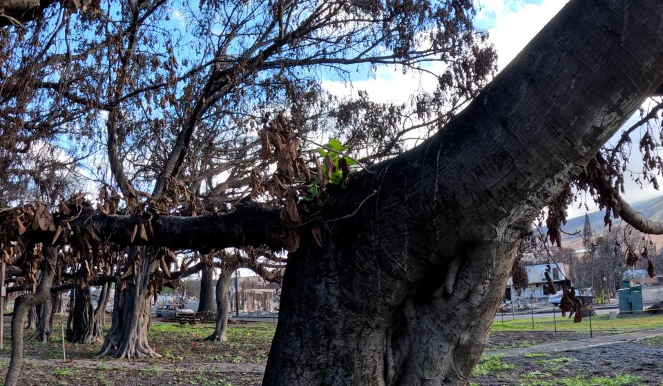 As Hawaii recovers from the devastating wildfires, hope emerges as Lahaina's historic banyan tree, which was scorched during the disaster, began to sprout new leaves.