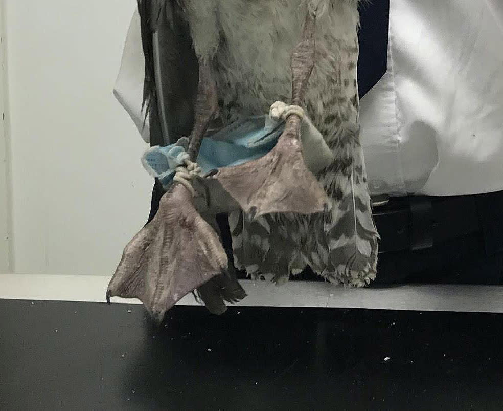 One seagull was found in Chelmsford, Essex with a face mask wrapped around its feet. (RSPCA)