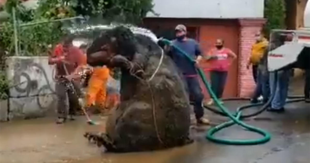 Encontraram um rato gigante no México! 