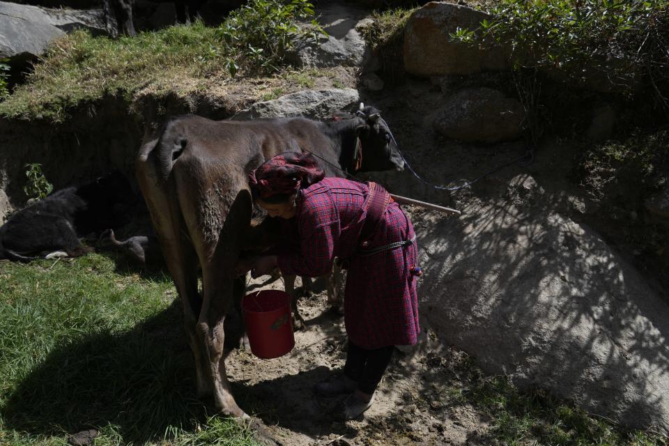 A woman milks her cow in Tupe, Peru, Tuesday, July 19, 2022. As Peru´s President Pedro Castillo marks the first anniversary of his presidency, his popularity has been decimated by his chaotic management style and corruption allegations, but in rural areas like Tupe, voters believe the fault for the executive crisis lies not only with Castillo, but with Congress, which has sought to remove him twice. (AP Photo/Martin Mejia)