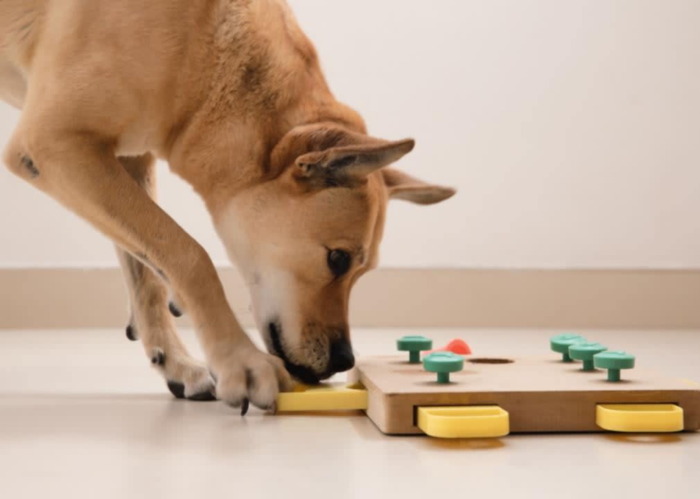 A light brown dog playing with a puzzle toy.