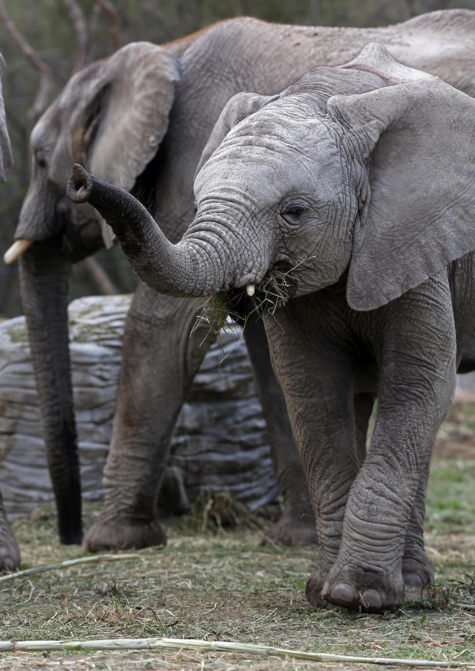 In this photo taken Friday, June 8, 2012, "sub-adults" African elephants eat hay in their new habitat at the Africam Safari wildlife preserve, near Puebla, Mexico. The nine elephants from Namibia needed a new home and the owner of a 900-acre wildlife preserve in central Mexico jumped at the chance to buy them and add them to his menagerie that includes ostriches, lemurs, giraffes, zebras and monkeys. (AP Photo/Andres Leighton)