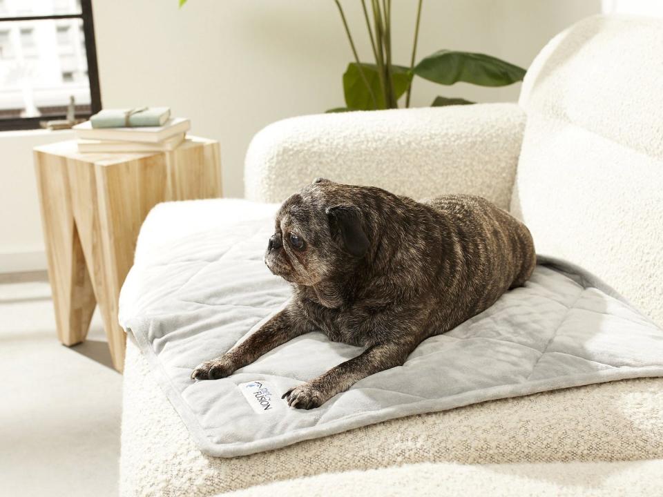 PetFusion Microplush Quilted X Large Blanket