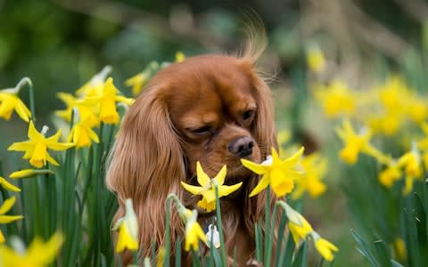 A king charles cavalier spaniel plays in a daffodil patch as the first signs of spring appear in West Sussex  - Credit: Christopher Pledger/Christopher Pledger