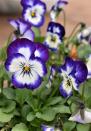 <p>A cool-weather favourite, pansies are great for kids thanks to their abundance of head-turning colours. Ideal for growing in patio containers, borders and pots, your kids will love slipping on their <a href="https://www.housebeautiful.com/uk/garden/g31246169/gardening-gloves/" rel="nofollow noopener" target="_blank" data-ylk="slk:gardening gloves;elm:context_link;itc:0;sec:content-canvas" class="link ">gardening gloves</a> and getting involved. </p><p><a class="link " href="https://go.redirectingat.com?id=127X1599956&url=https%3A%2F%2Fwww.thompson-morgan.com%2Fp%2Fviola-autumn-jewels-mixed-garden-ready%2FT62669TM&sref=https%3A%2F%2Fwww.housebeautiful.com%2Fuk%2Fgarden%2Fplants%2Fg36446066%2Fplants-for-kids%2F" rel="nofollow noopener" target="_blank" data-ylk="slk:BUY NOW VIA THOMPSON & MORGAN;elm:context_link;itc:0;sec:content-canvas">BUY NOW VIA THOMPSON & MORGAN</a> </p>