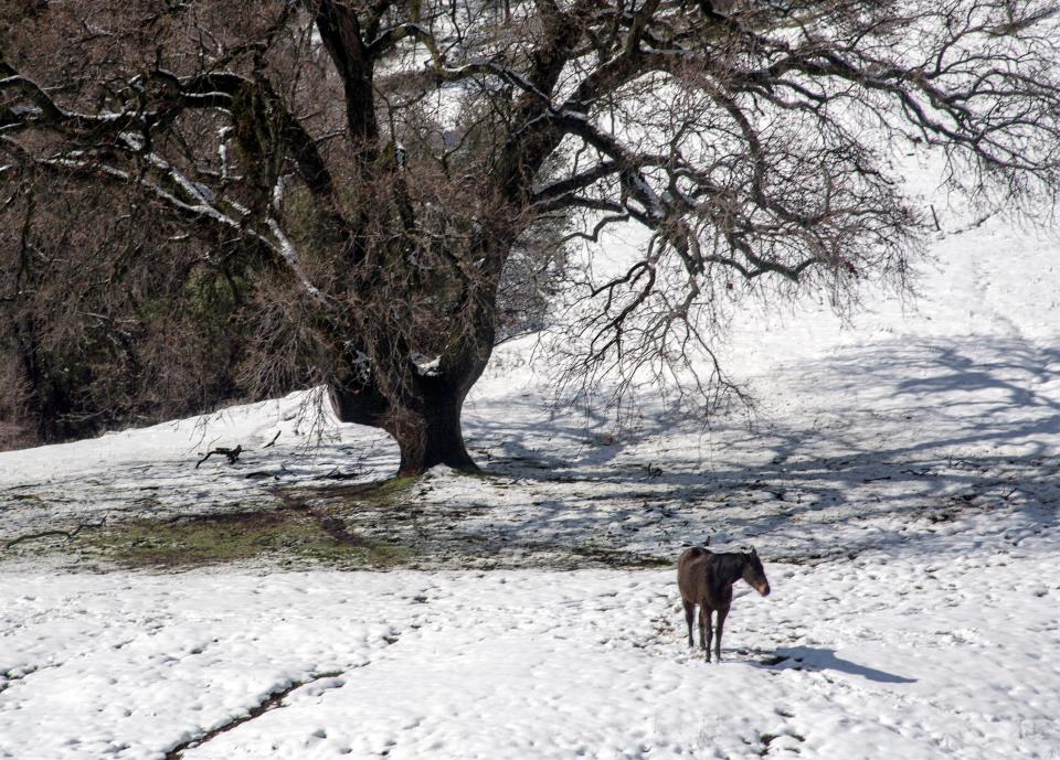 A horse stands in a snow-covered pasture after storms left several inches of snow in the central California community of Douglas Flat on Feb. 10, 2019.